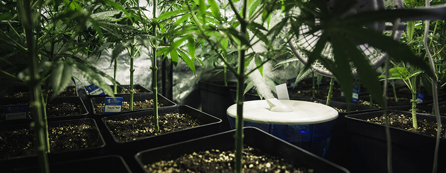 Humidité Et Température Déshumidificateur De Culture De Cannabis Humidité Et Température Déshumidificateur De Culture De Cannabis