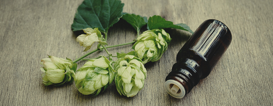 CBD From Hops Humulus Oil
