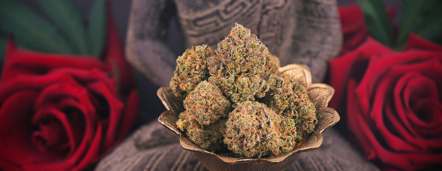 Têtes De Cannabis Pour La Recette De Bhang Têtes De Cannabis Pour La Recette De Bhang