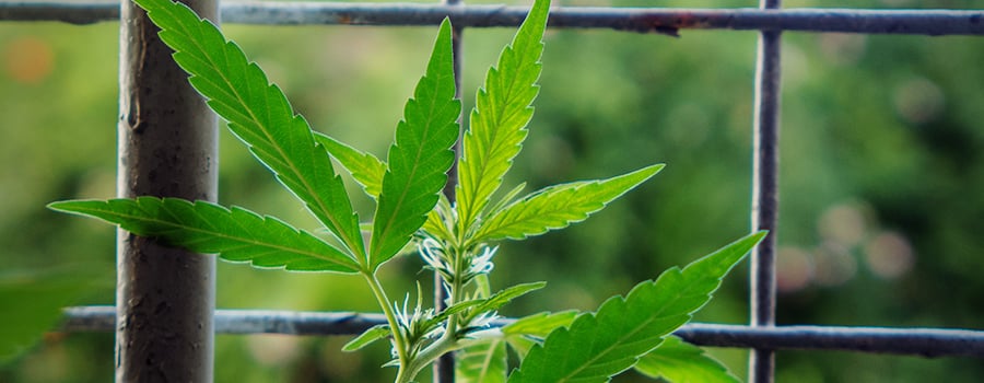 Plante De Cannabis Dans Un Balcon