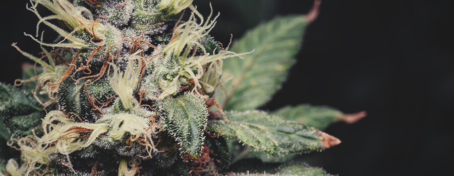 OG Kush OG Kush