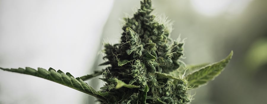 Cannabis En Floraison