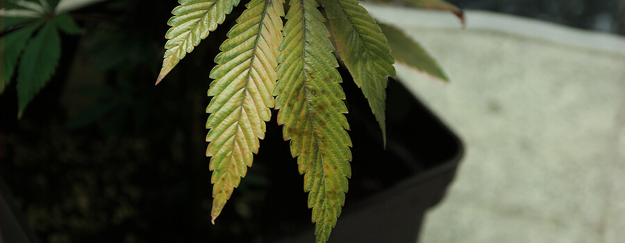 Septoriose Feuilles Cannabis