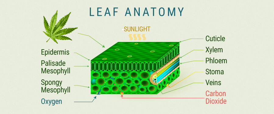 Anatomie des feuilles Cannabis