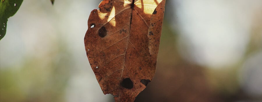 Champignon Alternaria sur Feuille