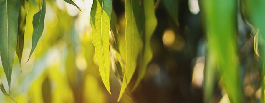 Feuilles D'Eucalyptol Terpene