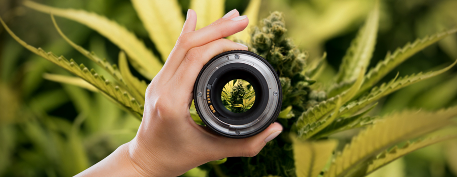 Camera Setup Lenses Cannabis Photographie Camera Setup Lenses Cannabis Photographie