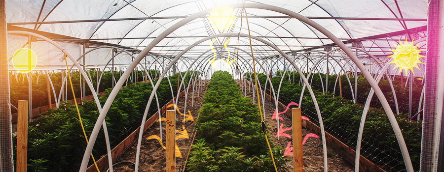 Éclairage Latéral Cannabis Serre Éclairage Latéral Cannabis Serre