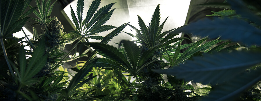 Lumière Pour Le Cannabis