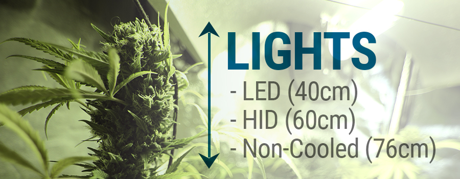 culture de cannabis avec LED, HID et lampe non-refroidies. culture de cannabis avec LED, HID et lampe non-refroidies.