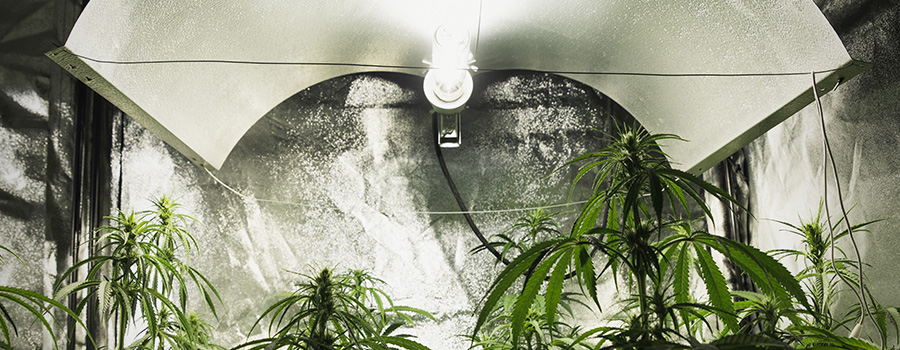 Intensité Lumineuse Cannabis Intensité Lumineuse Cannabis