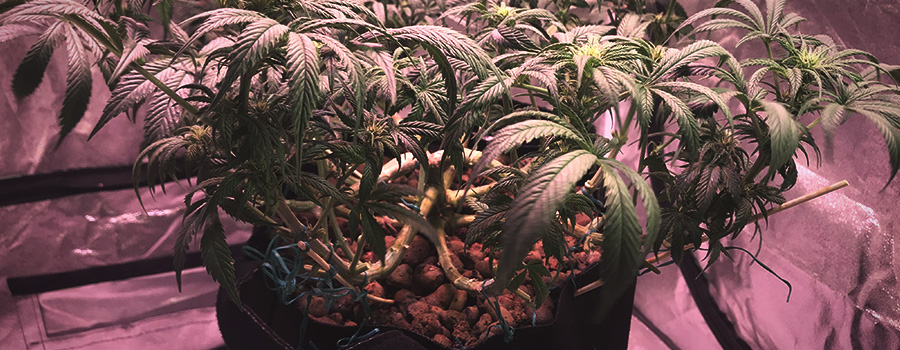 Technique D'Entraînement Dans La Plante De Cannabis