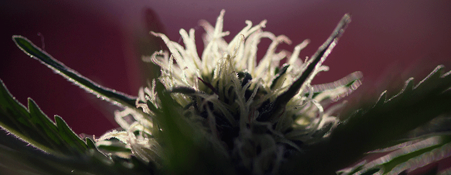 Macrophotographie Culture De Plantes De Cannabis Macrophotographie Culture De Plantes De Cannabis