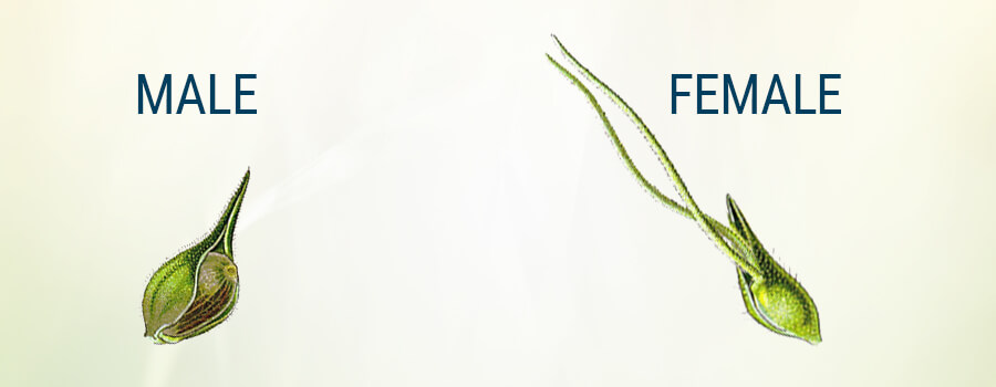 Plante Cannabis Homme Femme Bractée Plante Cannabis Homme Femme Bractée