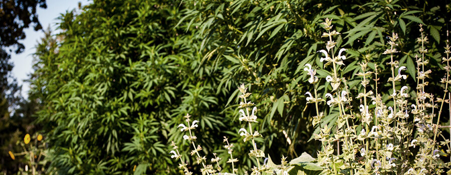 Compagnonnage Végétal Cannabis Compagnonnage Végétal Cannabis