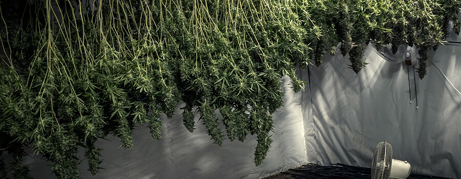 Traitement du cannabis Traitement du cannabis