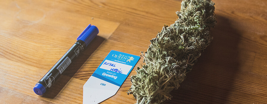 Cannabis Médical Cannabis Médical