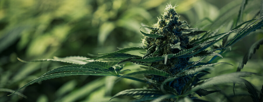 Royal Medic de Royal Queen Seeds Royal Medic de Royal Queen Seeds