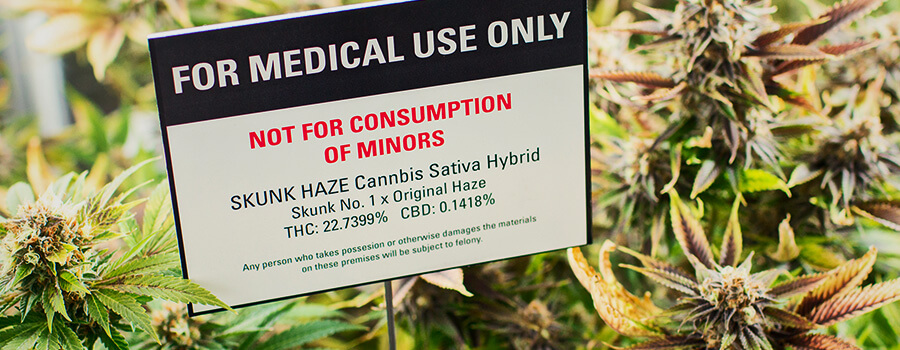 Plantation De Cannabis Pour La Marijuana Médicale