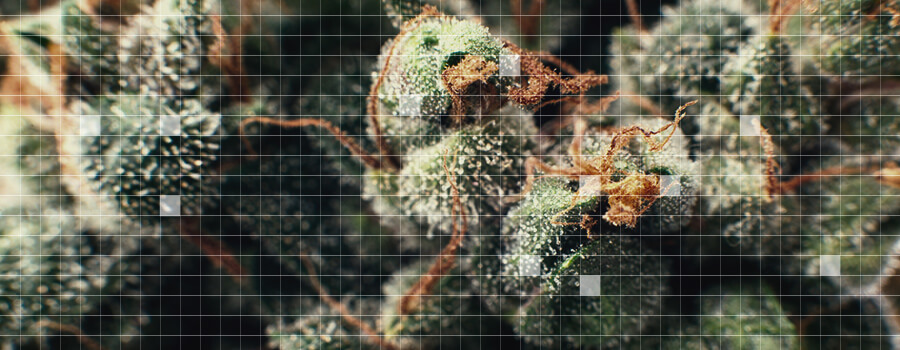Microdosage De Cannabis Microdosage De Cannabis