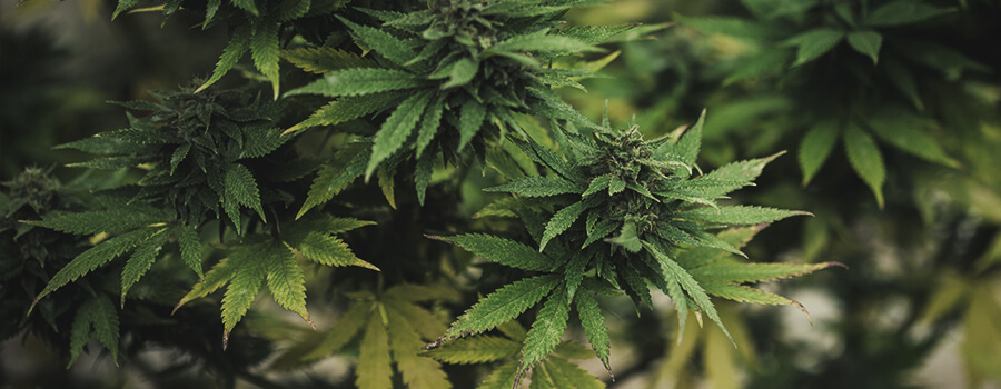 Tête De Cannabis Avec Des Feuilles Jaunes Tête De Cannabis Avec Des Feuilles Jaunes