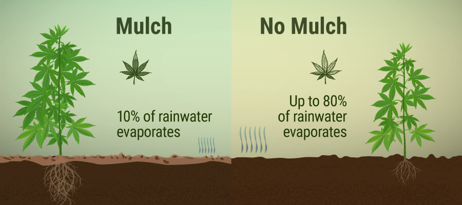 Qu’est-Ce Que Le Paillis Et Quels Avantages Peut-Il Apporter À Votre Plantation De Cannabis ? Qu’est-Ce Que Le Paillis Et Quels Avantages Peut-Il Apporter À Votre Plantation De Cannabis ?