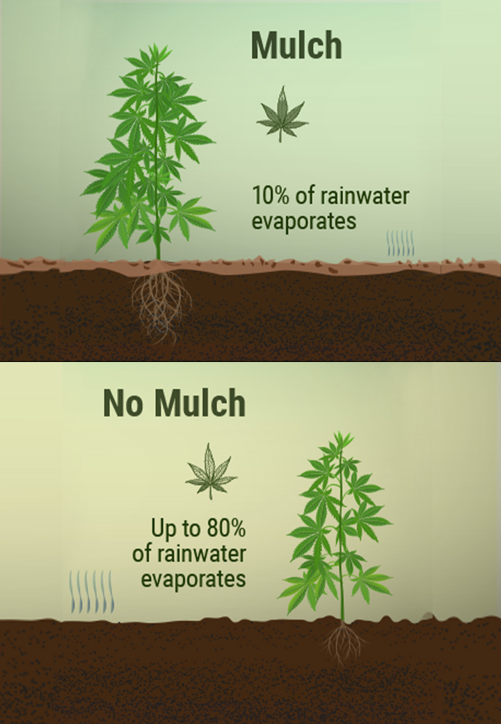 Qu’est-Ce Que Le Paillis Et Quels Avantages Peut-Il Apporter À Votre Plantation De Cannabis ? Qu’est-Ce Que Le Paillis Et Quels Avantages Peut-Il Apporter À Votre Plantation De Cannabis ?