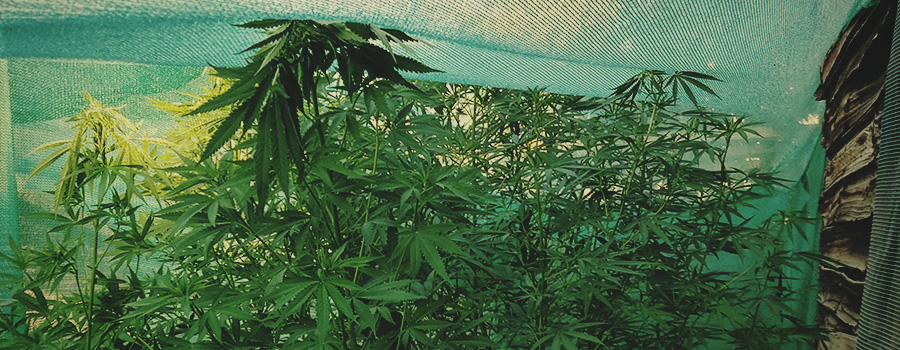 Barrières Pour Proteger Le Cannabis Barrières Pour Proteger Le Cannabis