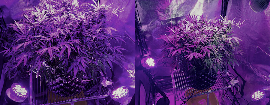 Éclairage Latéral Cannabis