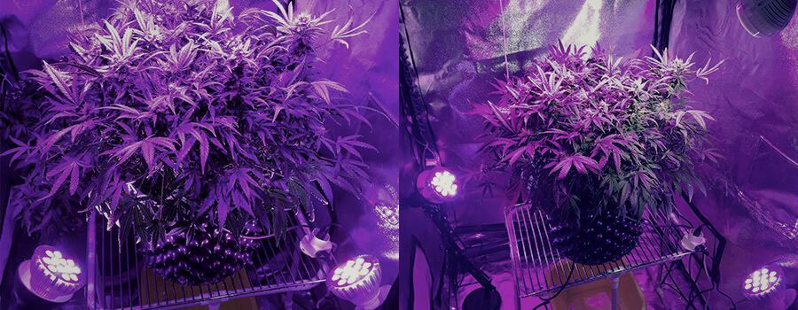 Éclairage Latéral Cannabis Éclairage Latéral Cannabis