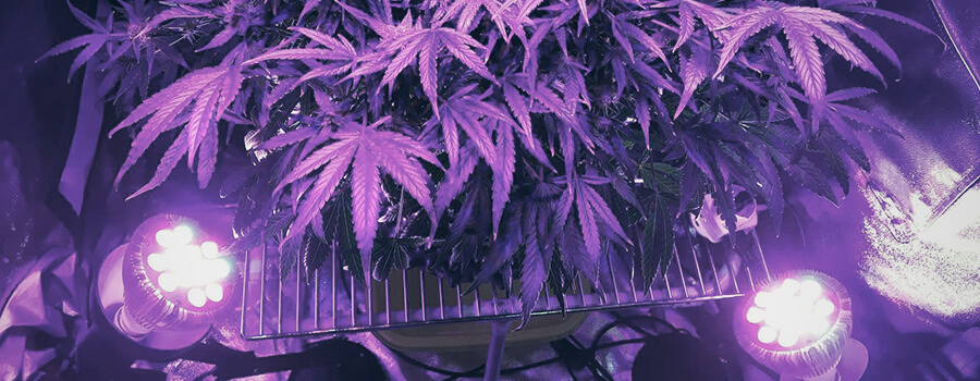 Techniques D'Entraînement Éclairage Latéral Au Cannabis