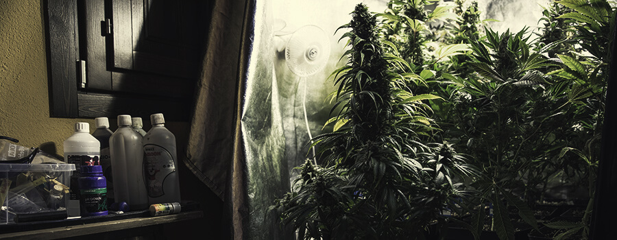 Différents Nutriments Pour Différentes Souches De Cannabis Différents Nutriments Pour Différentes Souches De Cannabis