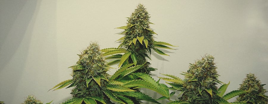 Og Kush Royal Queen Seeds Og Kush Royal Queen Seeds