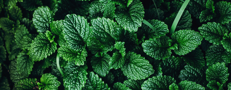 Ocimène Cannabis Terpènes Menthe