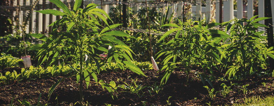 Les avantages de la culture de cannabis sans labour Les avantages de la culture de cannabis sans labour