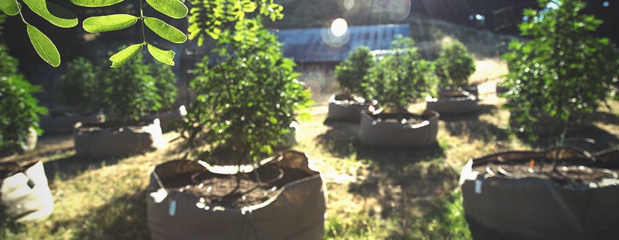 Air Pruning Chez Les Plantes De Cannabis