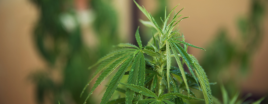 Problème D'Arrosage Plant De Cannabis Problème D'Arrosage Plant De Cannabis