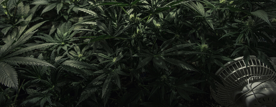 Déficit De Pression De Vapeur