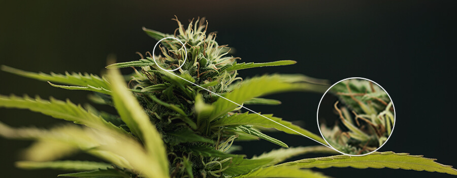 Pistils Plante Cannabis Pollinisée Pistils Plante Cannabis Pollinisée