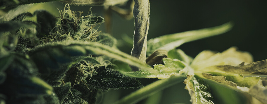 Pistils et Trichomes Dans Une Tête De Cannabis Pistils et Trichomes Dans Une Tête De Cannabis