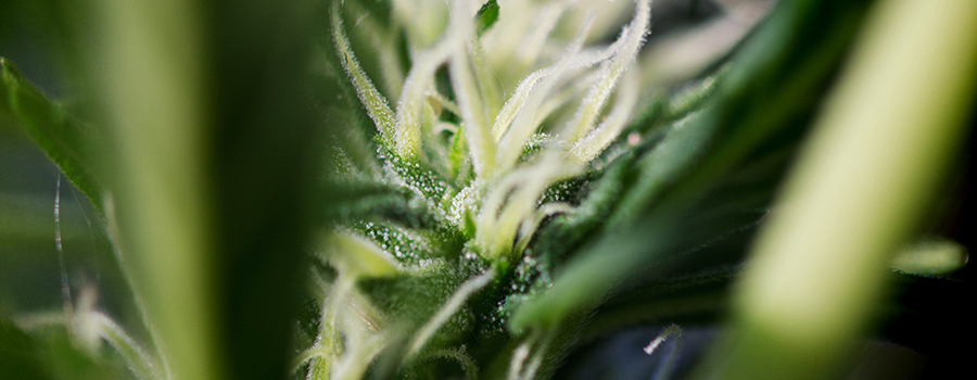 Cannabinoïdes Et Terpènes Du Cannabis Pour Le Diabète Cannabinoïdes Et Terpènes Du Cannabis Pour Le Diabète