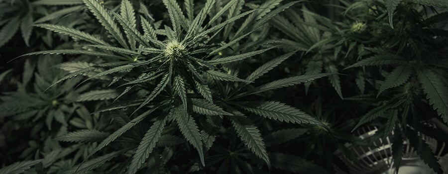 Culture D'Intérieur De Marijuana