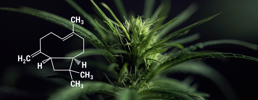 Bêta Caryophyllène Cannabis Plant