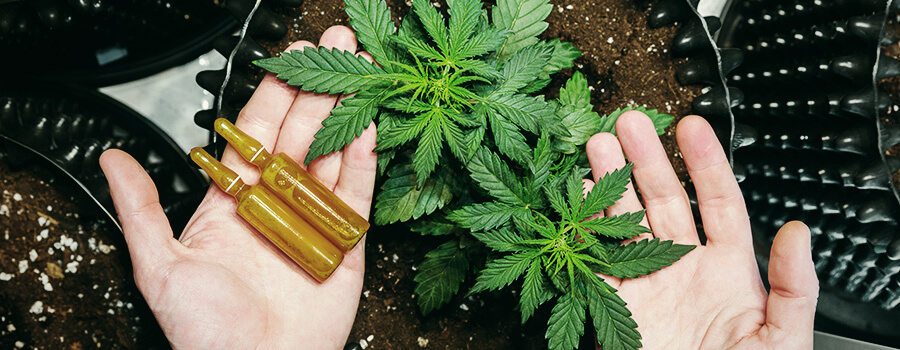 Médicaments Cbd Pour Les Enfants Médicaments Cbd Pour Les Enfants