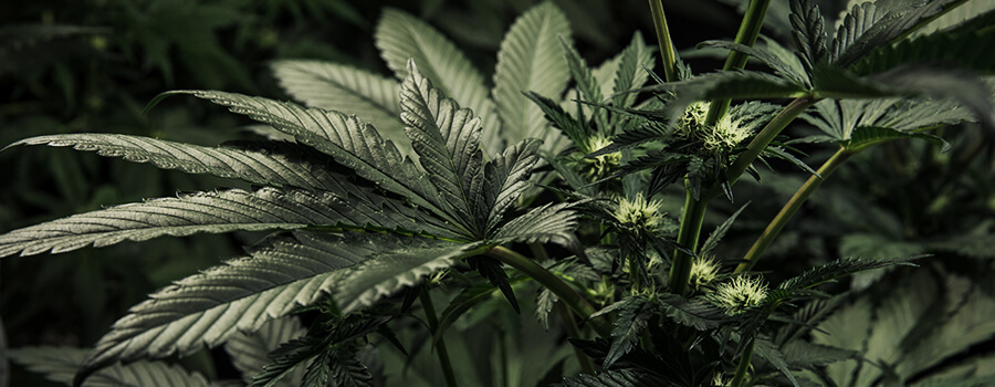 Cryptocurrencies de cannabis Cryptocurrencies de cannabis