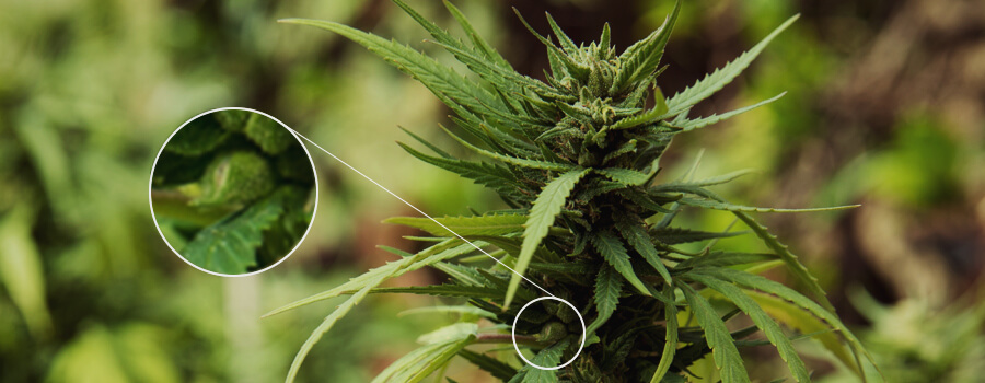 Plante Cannabis Pollinisé Plante Cannabis Pollinisé