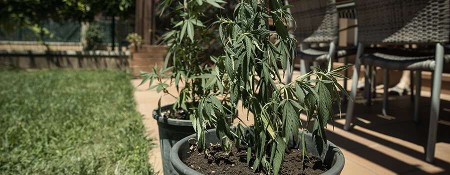 Stress Thermique Cannabis À L'Extérieur Stress Thermique Cannabis À L'Extérieur