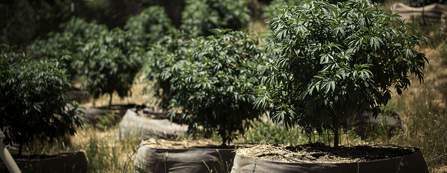 QUAND TRANSPLANTER VOTRE CANNABIS QUAND TRANSPLANTER VOTRE CANNABIS