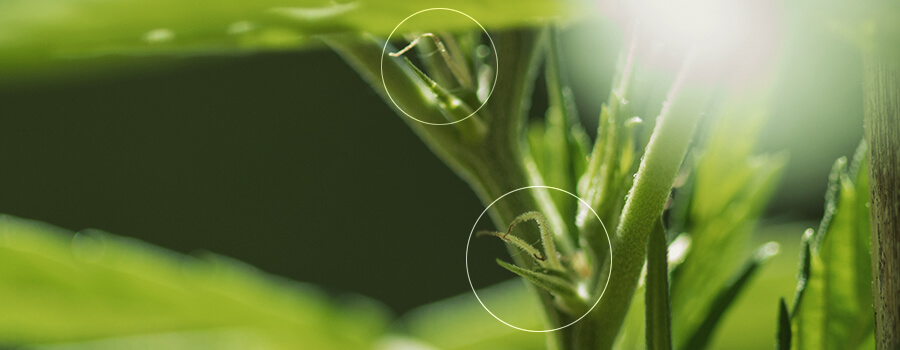 Pistils Dans Une Plante De Cannabis Féminisée Pré-Fleur Pistils Dans Une Plante De Cannabis Féminisée Pré-Fleur