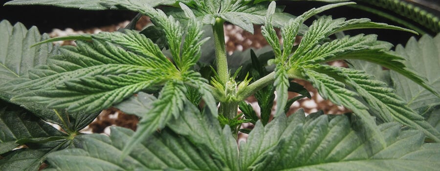 La Taille Topping Fimming Plante Cannabis La Taille Topping Fimming Plante Cannabis
